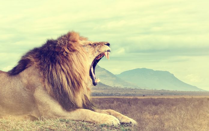 How to Become King of Your Own Jungle
